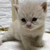 ブリティッシュショートヘア