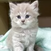 ブリティッシュロングヘア