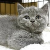 ブリティッシュショートヘア