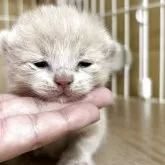 ブリティッシュショートヘア