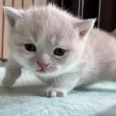 ブリティッシュショートヘア【栃木県・男の子・2025年3月14日・クリーム&ホワイト】の写真1