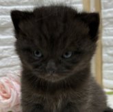 ブリティッシュショートヘア