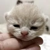 ブリティッシュショートヘア