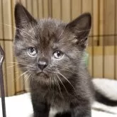 ブリティッシュショートヘア