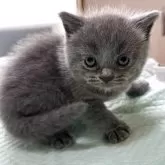 ブリティッシュショートヘア