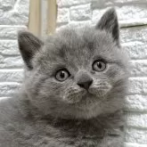 ブリティッシュショートヘア