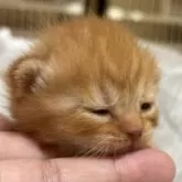 スコティッシュフォールド(立ち耳)【栃木県・男の子・2025年7月22日・レッドマッカレルタビー】の写真2