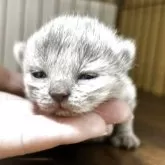 ブリティッシュロングヘア【栃木県・女の子・2025年6月9日・ブルークリーム】の写真2