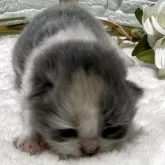 ブリティッシュロングヘア【栃木県・女の子・2025年12月26日・ダイリュートキャリコ】の写真2