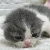 ブリティッシュショートヘア【栃木県・女の子・2025年1月11日・ブルー&ホワイト】の写真2