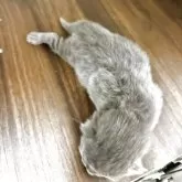 ブリティッシュロングヘア【栃木県・女の子・2025年6月9日・ブルークリーム】の写真3