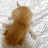 スコティッシュフォールド(立ち耳)【栃木県・男の子・2025年7月22日・レッドマッカレルタビー】の写真3