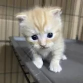 スコティッシュフォールド(立ち耳)【栃木県・男の子・2025年7月22日・レッドマッカレルタビー】の写真4