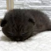 ブリティッシュショートヘア【栃木県・女の子・2025年7月22日・チョコレート】の写真4