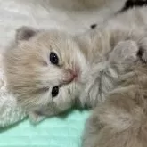 スコティッシュフォールド(立ち耳)【栃木県・男の子・2025年2月12日・クリーム】の写真4