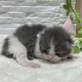 ブリティッシュショートヘア【栃木県・女の子・2025年1月11日・ブルー&ホワイト】の写真4