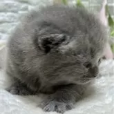 ブリティッシュショートヘア【栃木県・女の子・2025年2月7日・ブルータビー】の写真4