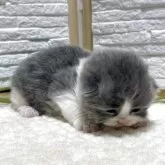 ブリティッシュロングヘア【栃木県・男の子・2025年8月16日・ブルー&ホワイト】の写真4