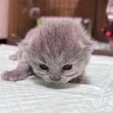 ブリティッシュロングヘア【栃木県・女の子・2025年6月9日・ブルークリーム】の写真4