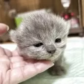 ブリティッシュロングヘア【栃木県・女の子・2025年6月9日・ブルークリーム】の写真5