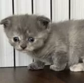 スコティッシュフォールド(折れ耳)【栃木県・女の子・2025年2月4日・ブルークリーム】の写真5