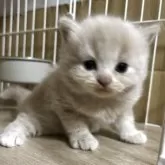 ブリティッシュショートヘア【栃木県・男の子・2025年8月9日・クリーム】の写真5