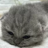 ブリティッシュショートヘア【栃木県・女の子・2025年2月7日・ブルータビー】の写真5