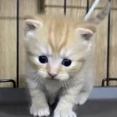 スコティッシュフォールド(立ち耳)【栃木県・男の子・2025年7月22日・レッドマッカレルタビー】の写真5