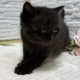 ブリティッシュショートヘア【栃木県・女の子・2025年7月22日・チョコレート】の写真6