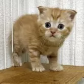 スコティッシュフォールド(立ち耳)【栃木県・男の子・2025年7月22日・レッドマッカレルタビー】の写真6