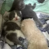 ブリティッシュショートヘア【栃木県・女の子・2025年1月11日・ブルー&ホワイト】の写真6