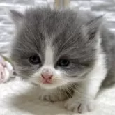 ブリティッシュロングヘア【栃木県・男の子・2025年8月16日・ブルー&ホワイト】の写真6