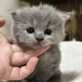 ブリティッシュロングヘア【栃木県・女の子・2025年6月9日・ブルークリーム】の写真7