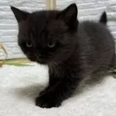 ブリティッシュショートヘア【栃木県・女の子・2025年7月22日・チョコレート】の写真7