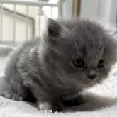 ブリティッシュロングヘア【栃木県・女の子・2025年6月9日・ブルークリーム】の写真8