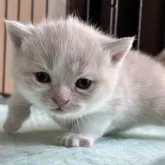 ブリティッシュショートヘア【栃木県・男の子・2025年3月14日・クリーム&ホワイト】の写真8