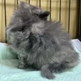 ブリティッシュロングヘア【栃木県・女の子・2025年2月14日・ブルークリーム】の写真8