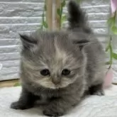 ブリティッシュロングヘア【栃木県・女の子・2025年2月14日・ブルークリーム】の写真6