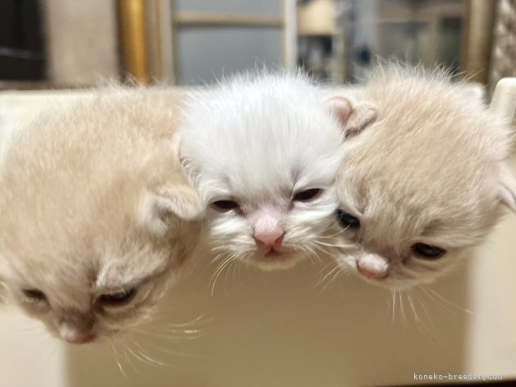 小林健太ブリーダーのブログ：このはベビー😸全員目が開きました✨