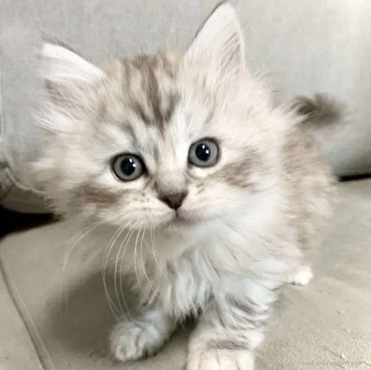 ID:2303-01170の子猫