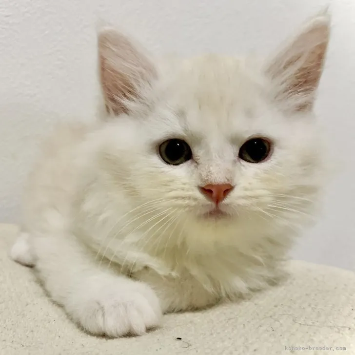 ID：2307-00450の子猫