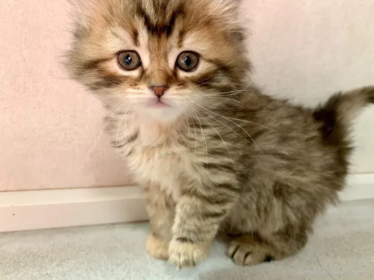 ID：2012-01312の子猫