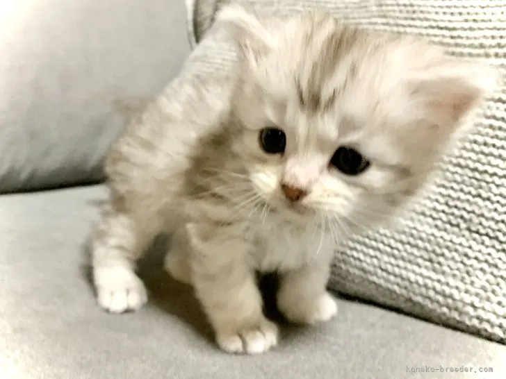 ID：2202-01697の子猫