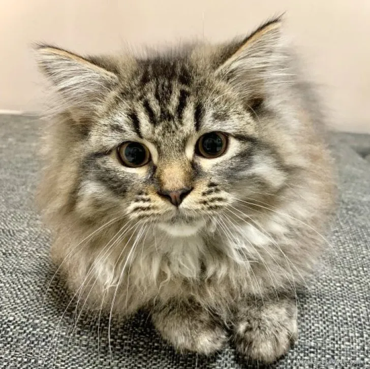 にゃんこスターR 様のお迎えした子猫