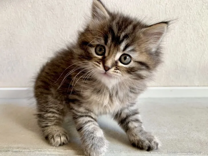 たこ 様のお迎えした子猫