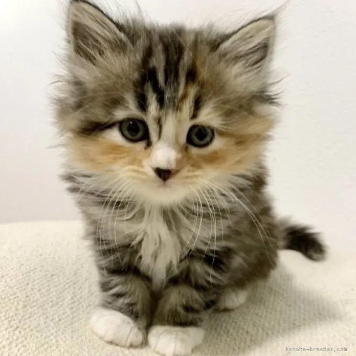 ID：2307-00452の子猫