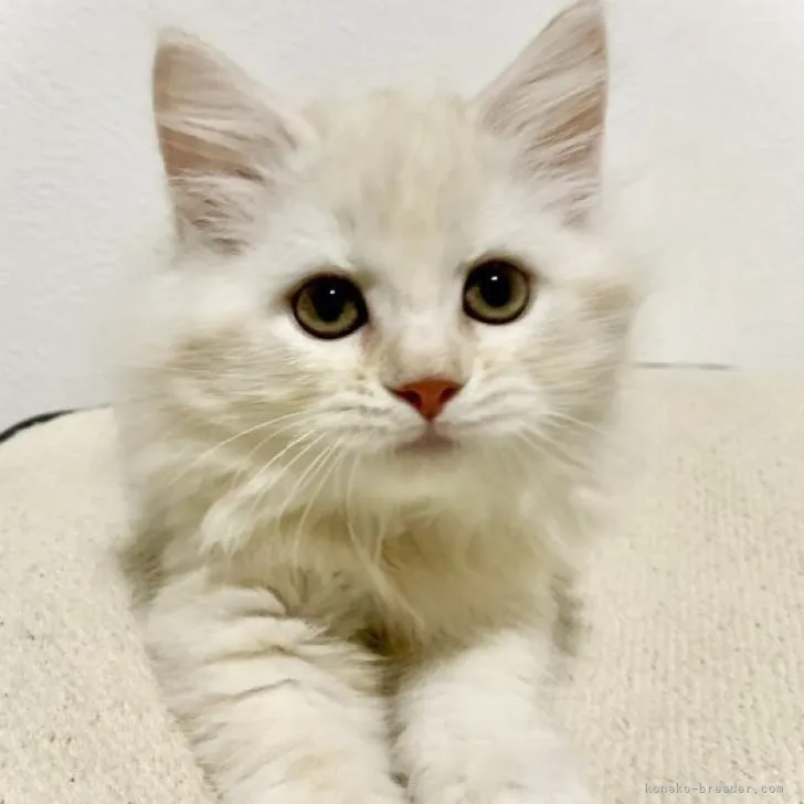 おそら 様のお迎えした子猫