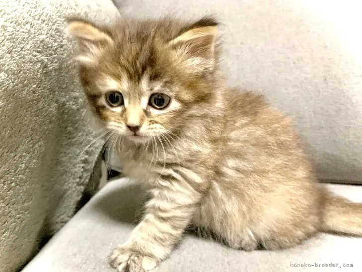 ID:2202-01693の子猫