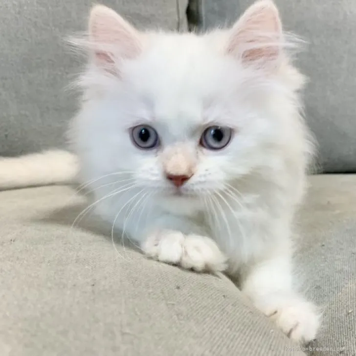 ID：2305-03607の子猫
