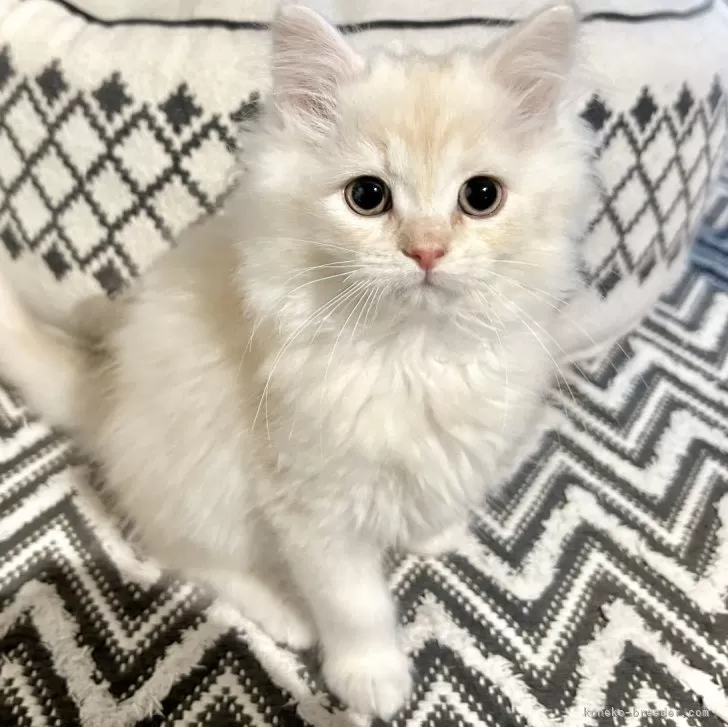 ID：2401-00354の子猫